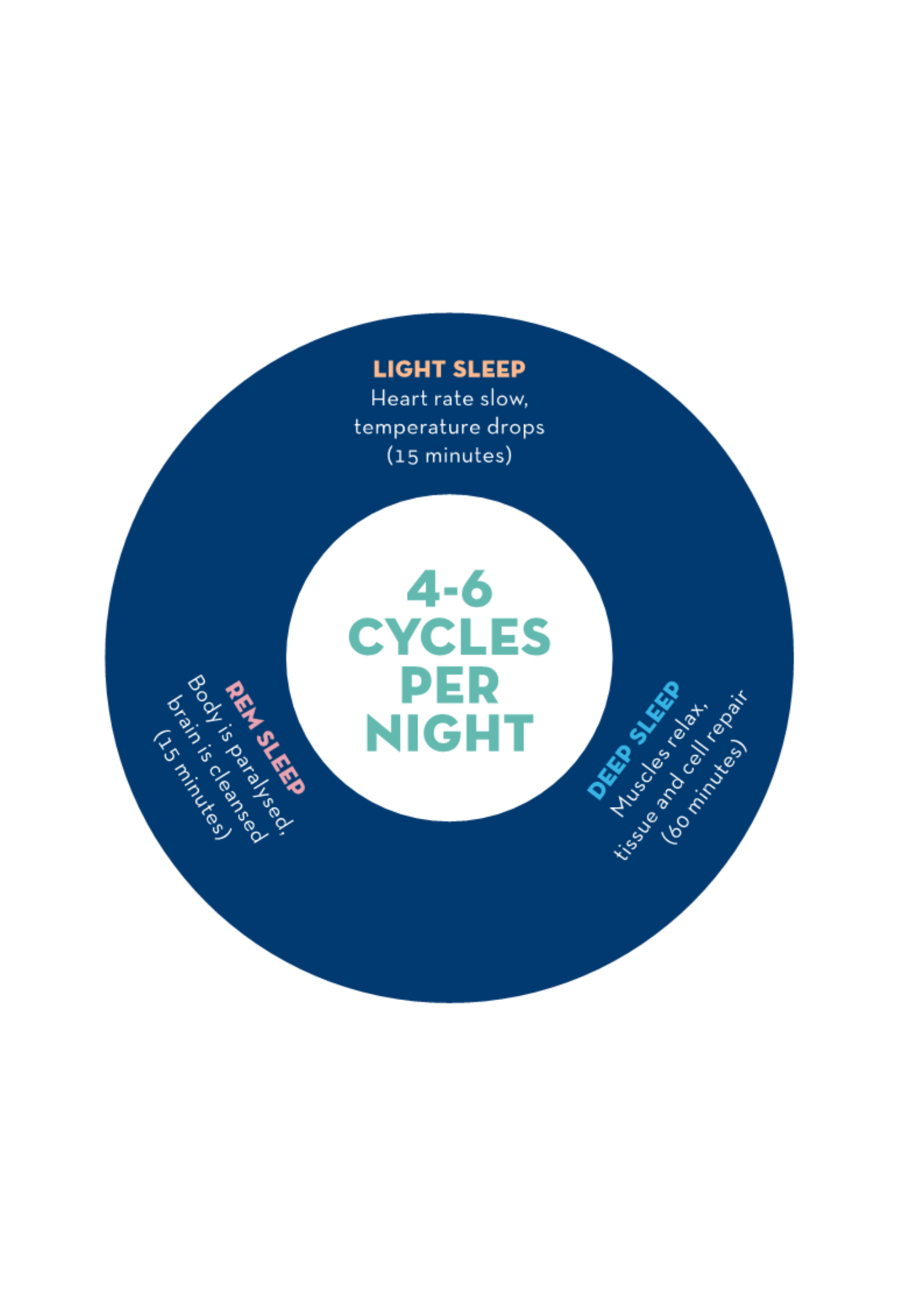 How sleep cycles move through light, deep and REM sleep across the night